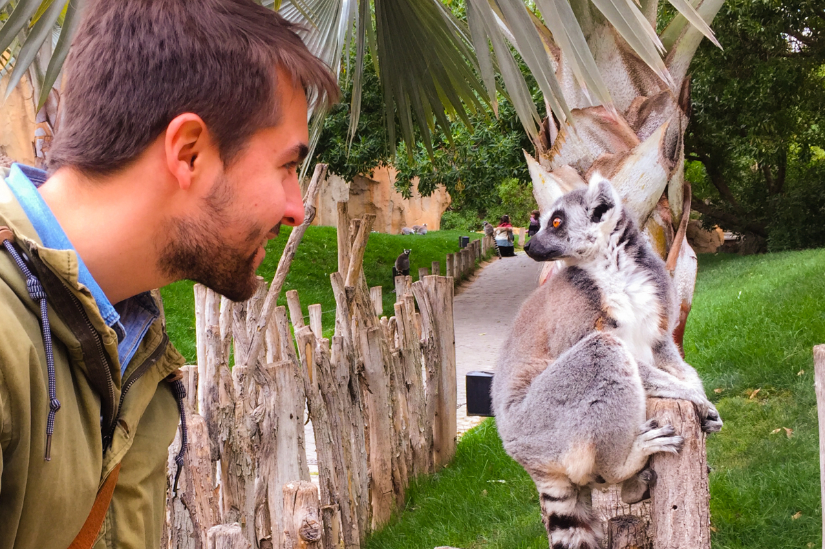 Der Bioparc in Valencia: Füttere Giraffen oder sag einem Lemur Hola!